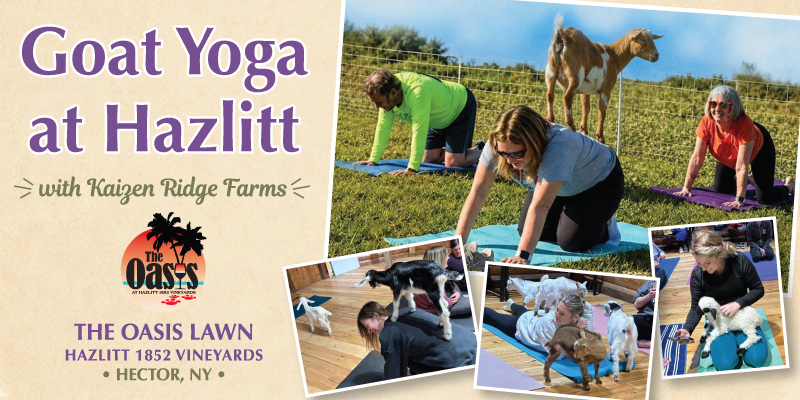 Goat Yoga at Hazlitt Oasis