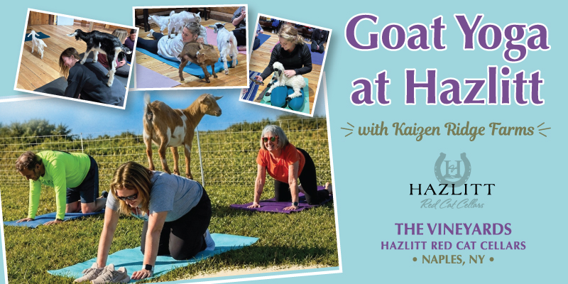 Goat Yoga at Hazlitt In the vines at Hazlitt Red Cat Cellars.